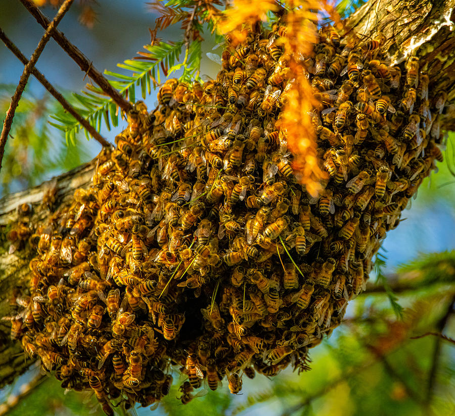 Honey Bee Swarm Photograph By Michael Oliver | Pixels