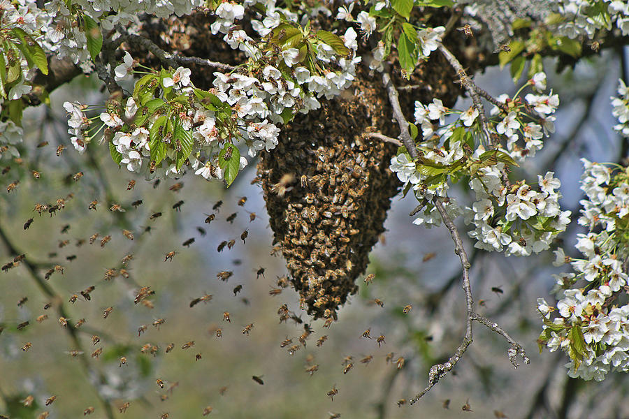 Honey bee swarm on blooming tree, Alsace Photograph by Christian Niedermeyer