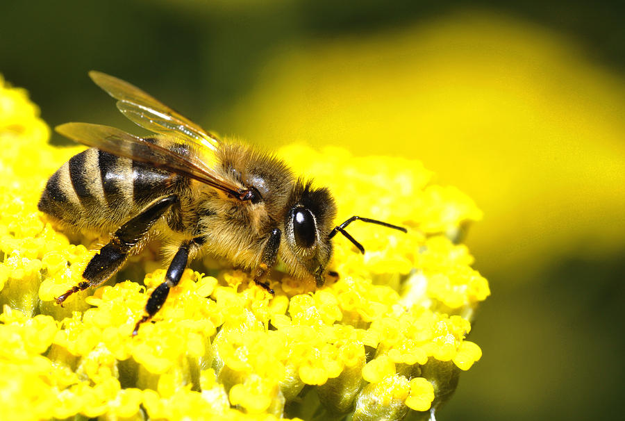 Honey Bee Photograph by Taboga