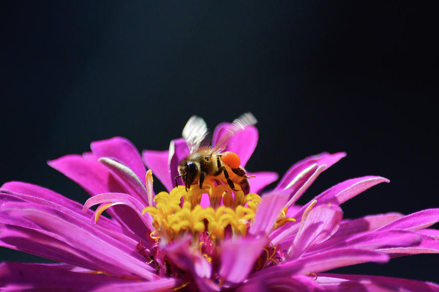 Honey bee taking flight  Photograph by Jennifer Wallace
