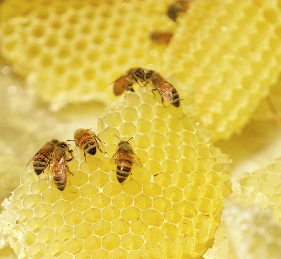 Nature Photograph - Honey Bees at Work  by Iris Richardson