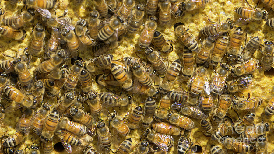 Honey Bees Photograph by Jonathan Welch