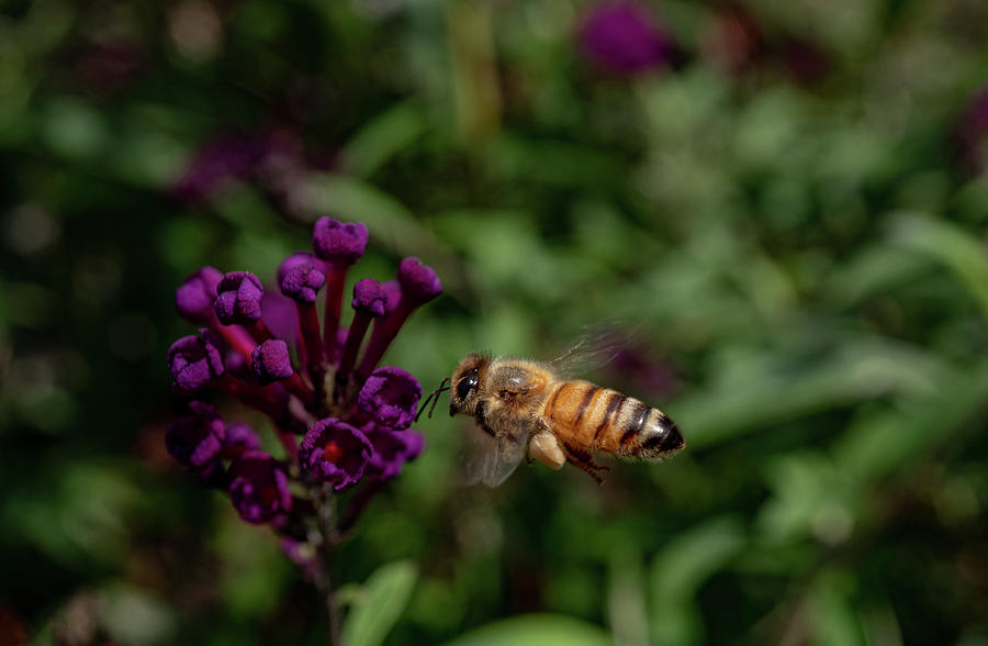 Honey Bees Love Butterfly Bushes Too Photograph by Linda Howes Fine