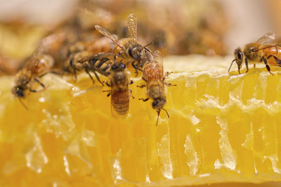 Nature Photograph - Honey Bees on Honey Comb by Iris Richardson