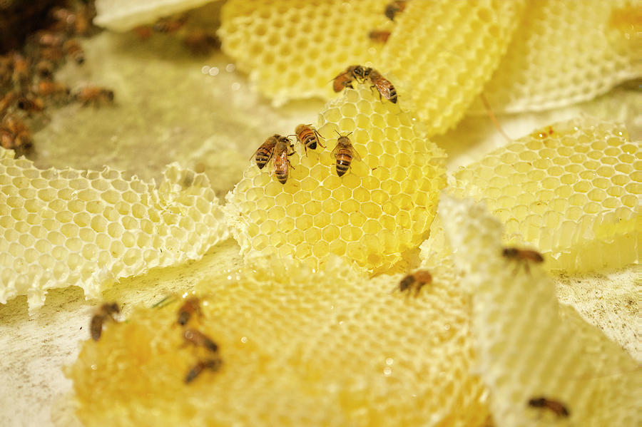 Nature Photograph - Honey Bees on Honeycomb Sections by Iris Richardson