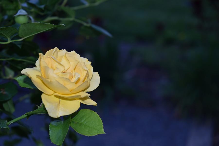 Honey Colored Rose Photograph by Julie Blake Edison - Fine Art America