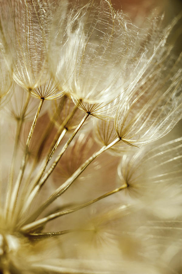 Honey Dandelions Photograph by Iris Greenwell