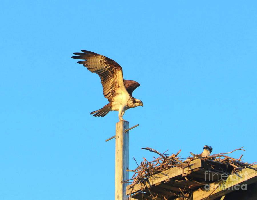 Honey I Am Home Photograph by Karen Silvestri - Fine Art America