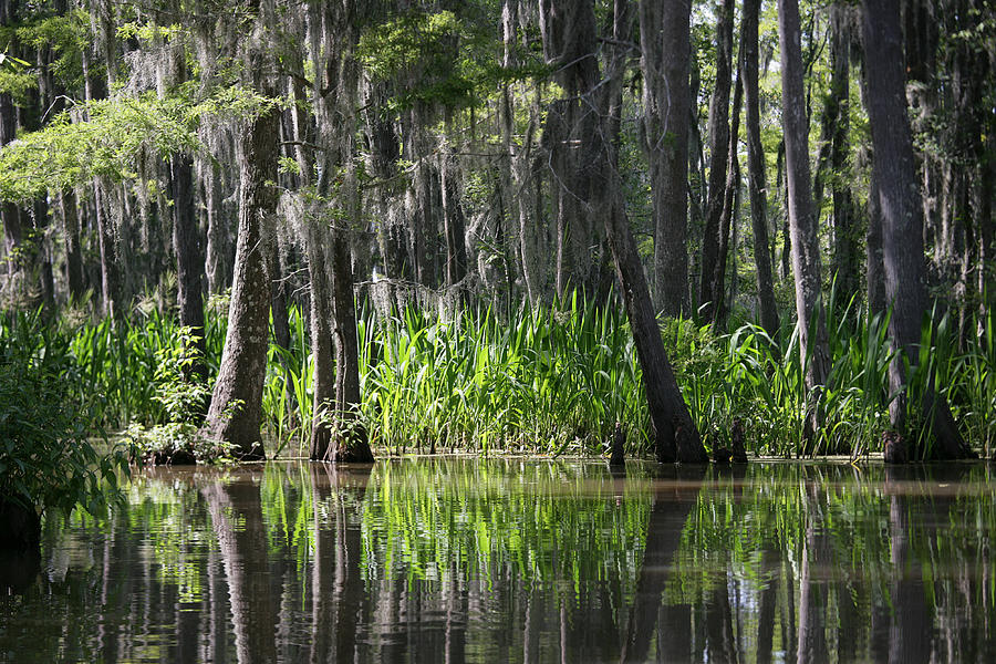 Honey Island Swamp- Louisiana Photograph by ParkerDeen