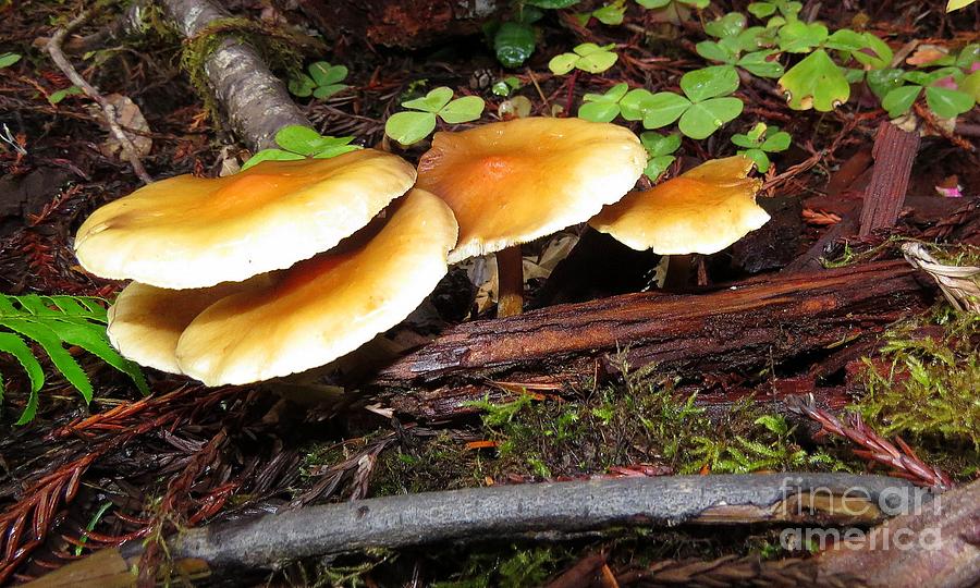 Honey Mushroom Photograph By Linda Vanoudenhaegen Fine Art America