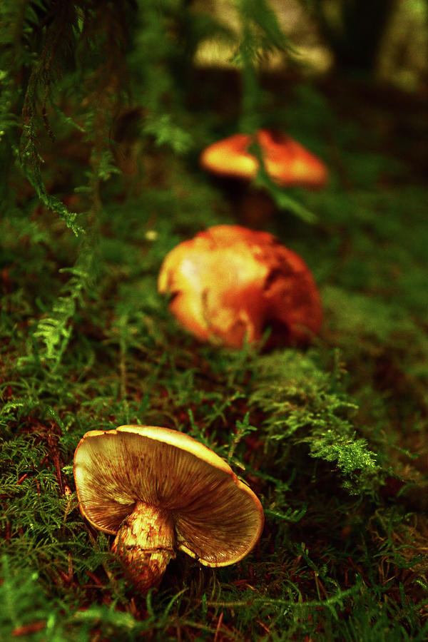Honey Mushroom Row Photograph by Pamela Patch
