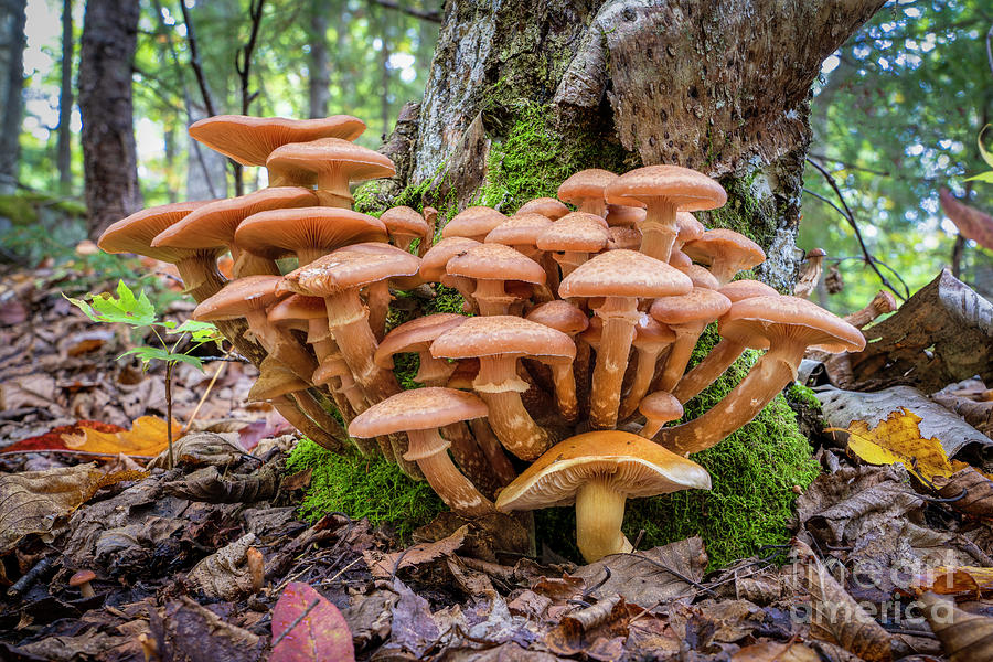 Honey Mushrooms Photograph by Craig Shaknis