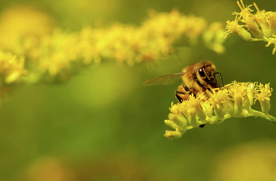 Honey of a bee Digital Art by Jerry Dalrymple Honey of a bee Digital Art by Jerry Dalrymple