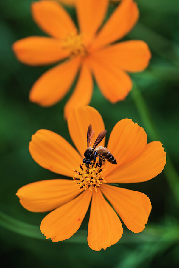 Honey on yellow cosmos flower Photograph by Vishwanath Bhat