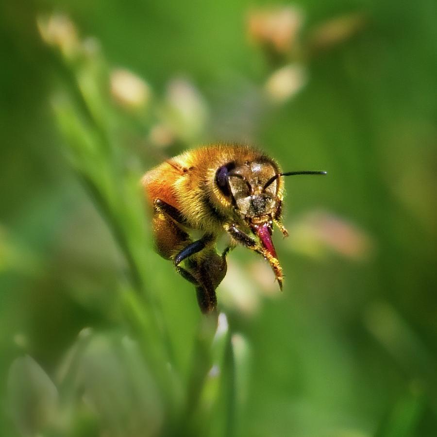 Flower Photograph - Honeybee #2 by Matthew Adelman Flower Photograph - Honeybee #2 by Matthew Adelman