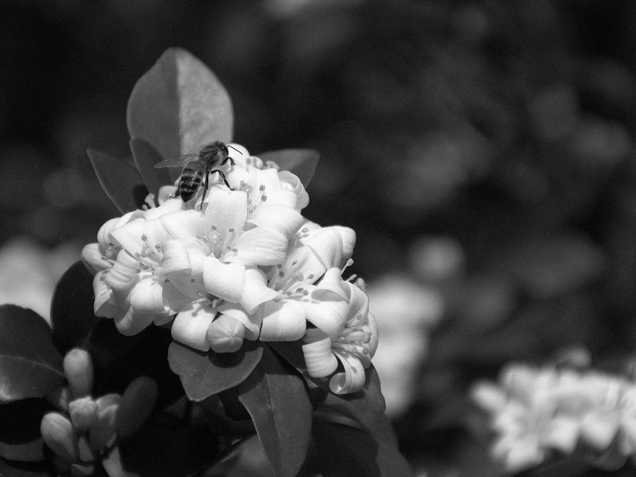 Honeybee And Jasmine Blooms Black And White Photograph by Christopher Mercer