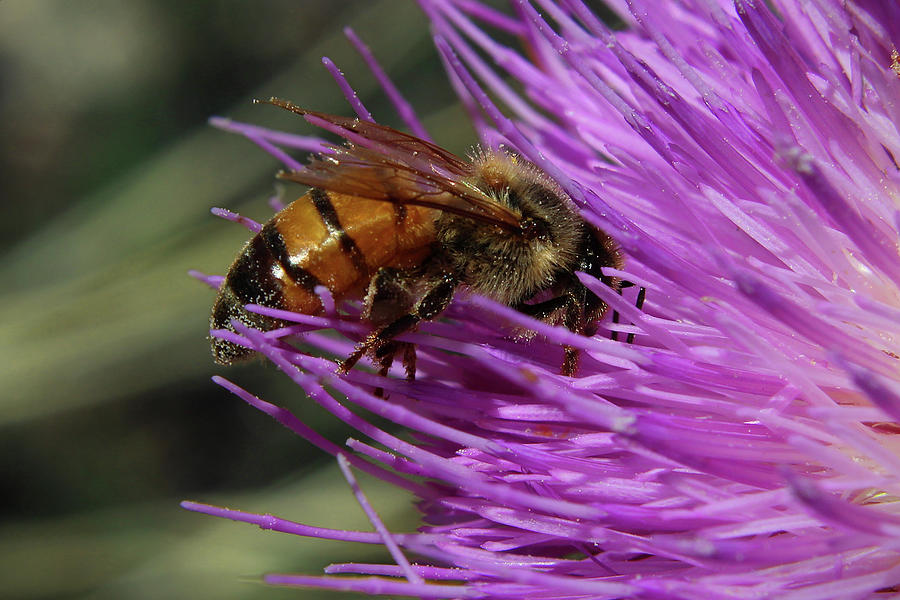 Honeybee and Thistle Photograph by Jason Judd