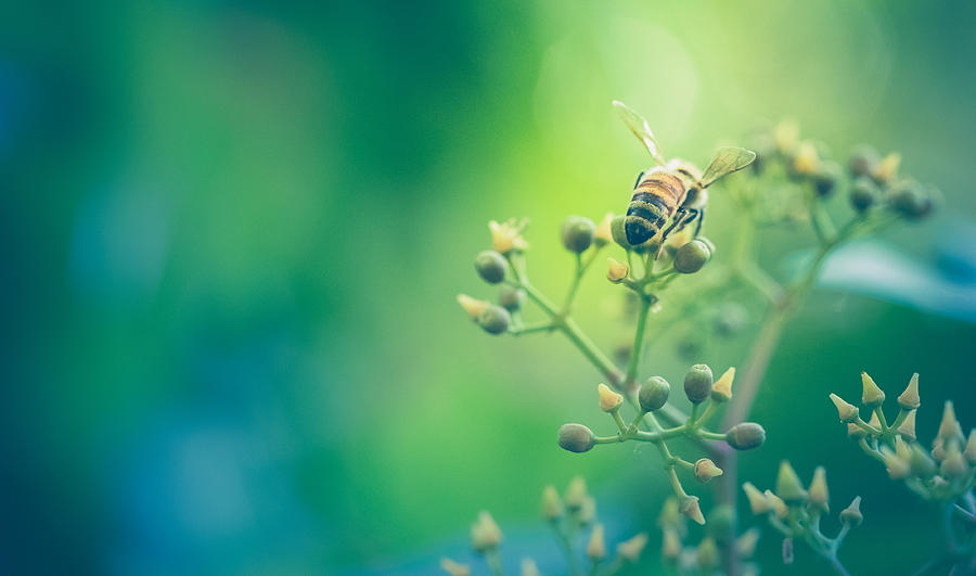 Honeybee At Work Gathering Nectar - Rear View Photograph by Debibishop
