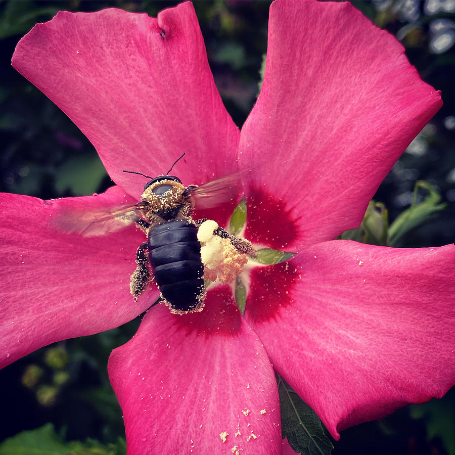 Honeybee at Work Photograph by Tracy Hurlston - Pixels