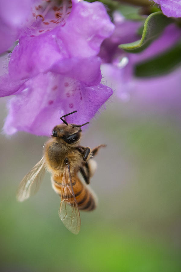 Honeybee Photograph by Bonny Puckett