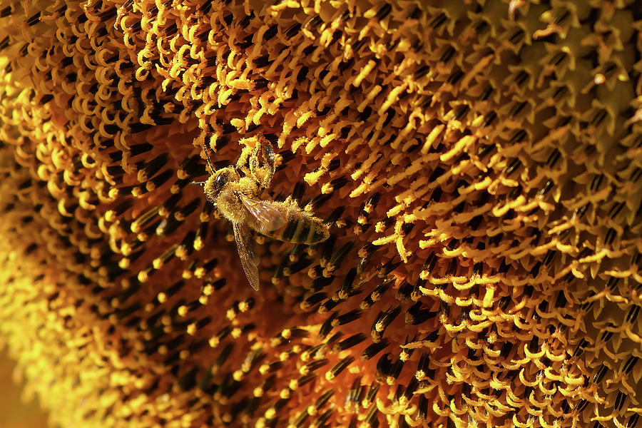 Honeybee Photograph by Brook Burling