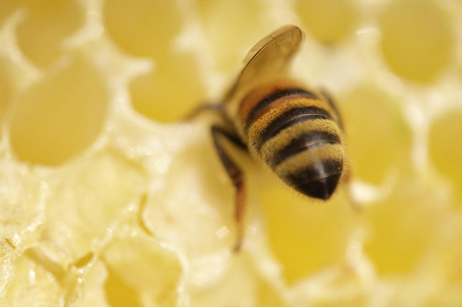Honeybee Butt Photograph