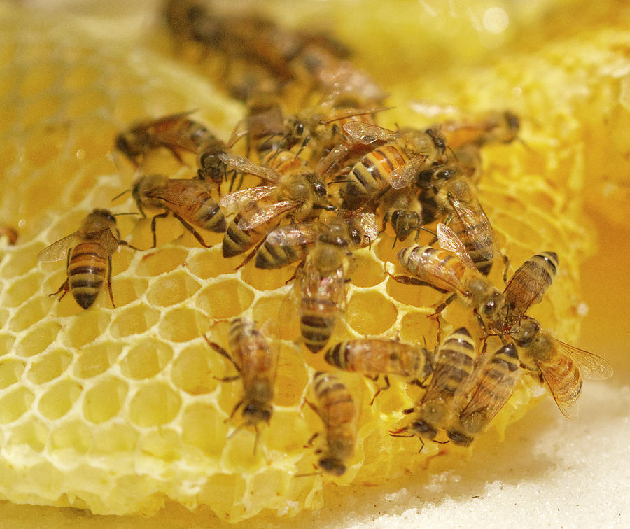 Honeybee Cluster on Honeycomb Photograph by Iris Richardson
