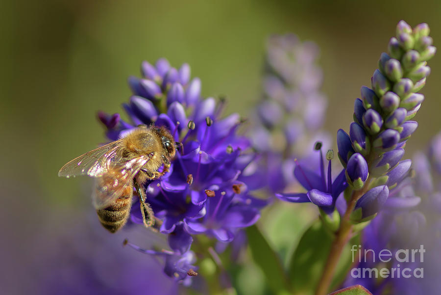 Honeybee Collecting Pollen Photograph by Nancy Gleason