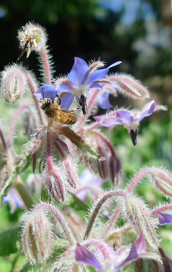 Honeybee collecting pollen on borage flowers Photograph by Steve Estvanik