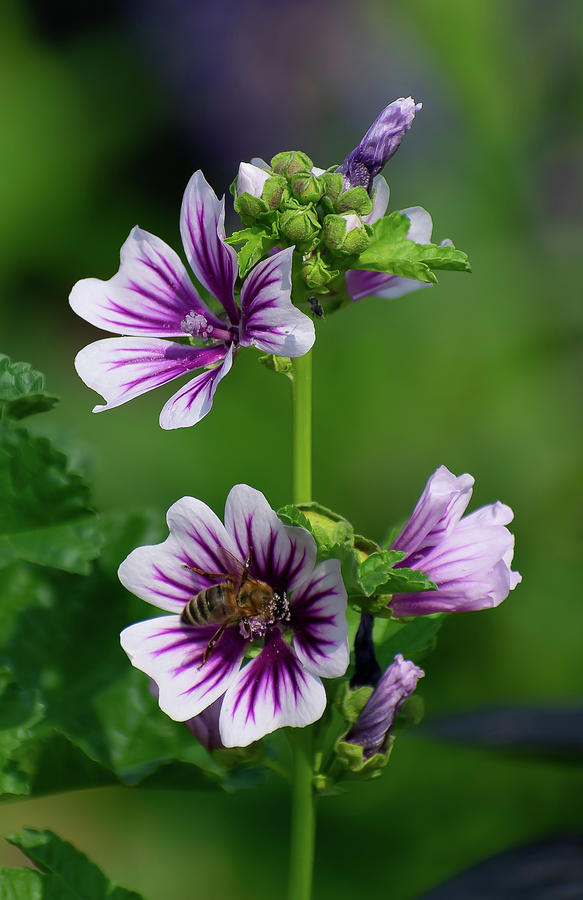 Honeybee Feasting On Zebrina Mallow Photograph by Len Bomba