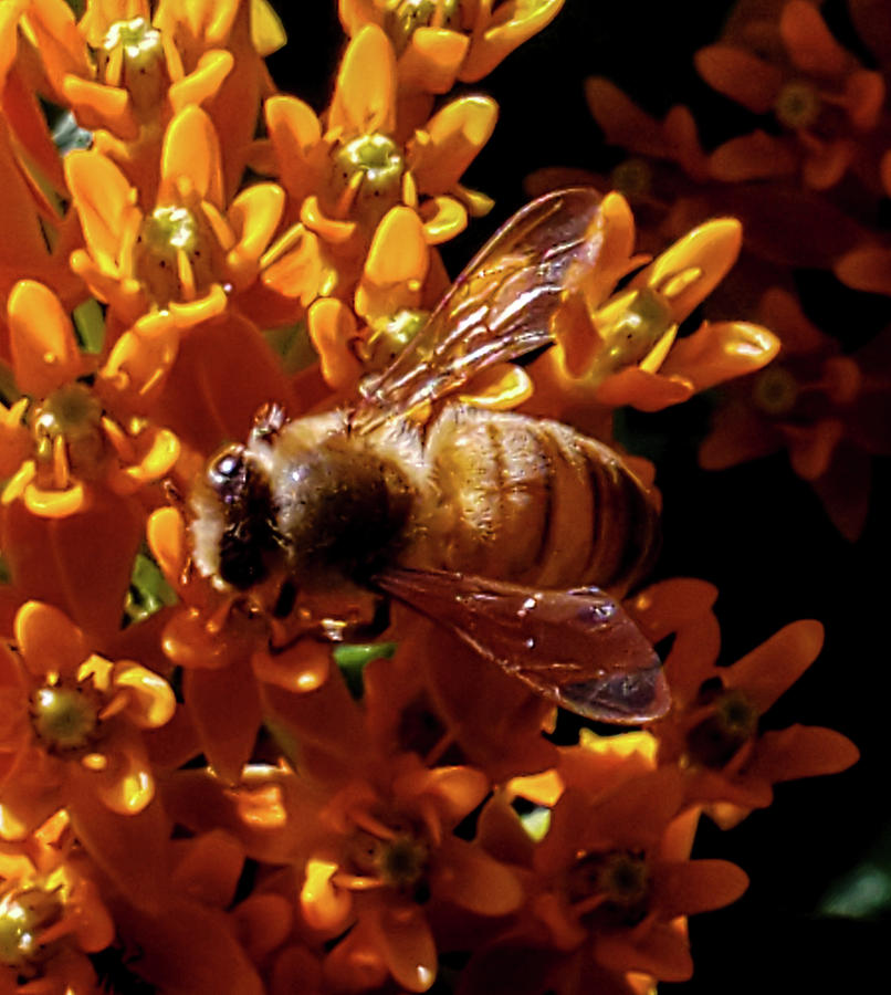Honeybee feeding on butterfly weed Photograph by Bruce Carpenter
