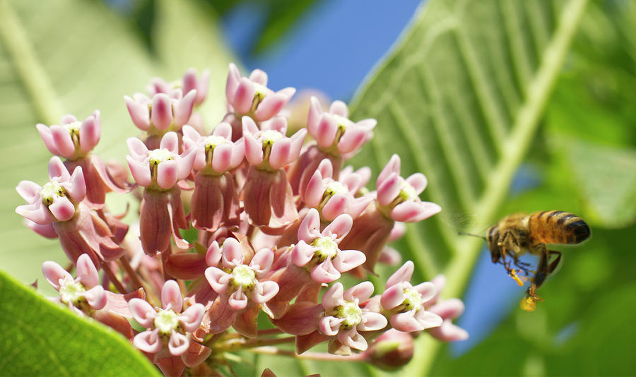 Honeybee Flying To Milkweed Flower Photograph