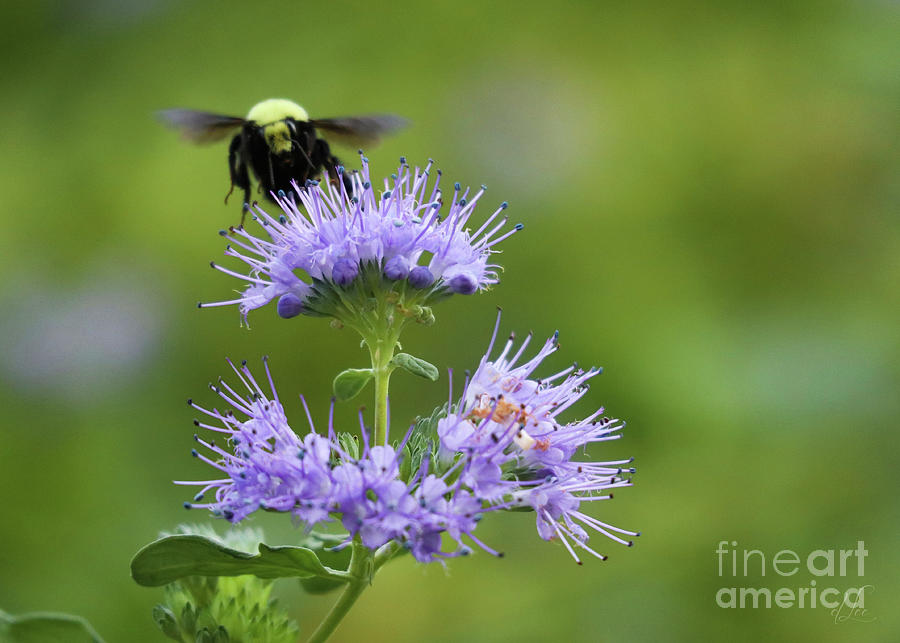 Flower Photograph - Honeybee Gathering Pollen by D Lee