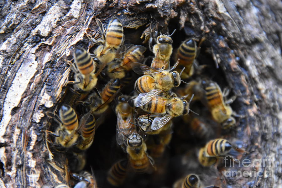 Honeybee Home Photograph