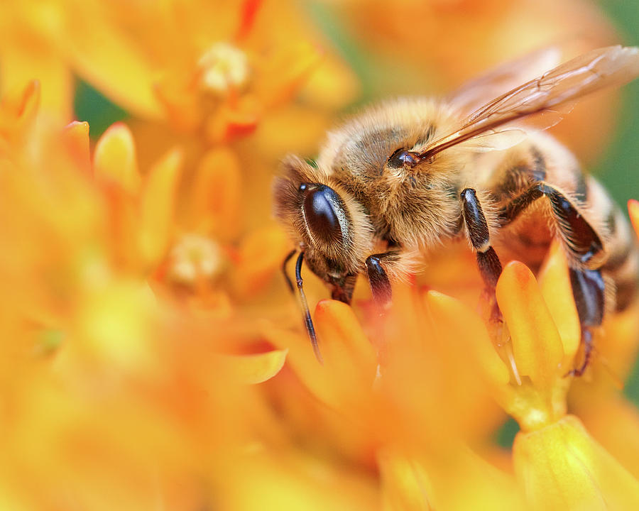 Honeybee In A World Of Orange Photograph by Jim Hughes