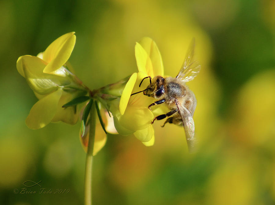 Wildlife Photograph - Honeybee In An Abstract Floral World by Brian Tada