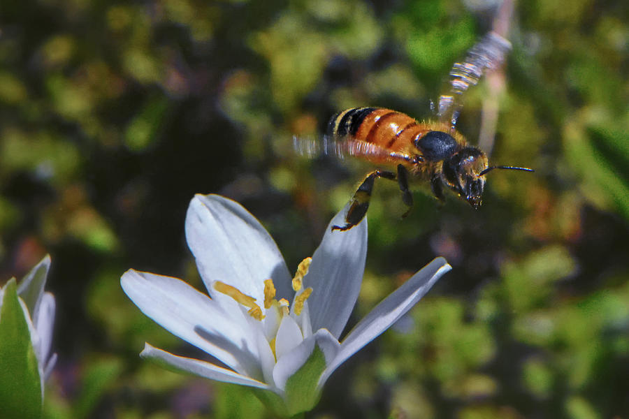 Honeybee In Flight 015 Photograph by George Bostian