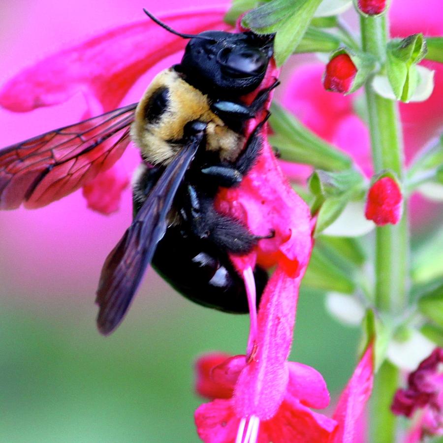 Honeybee  Photograph by Lorna Maza