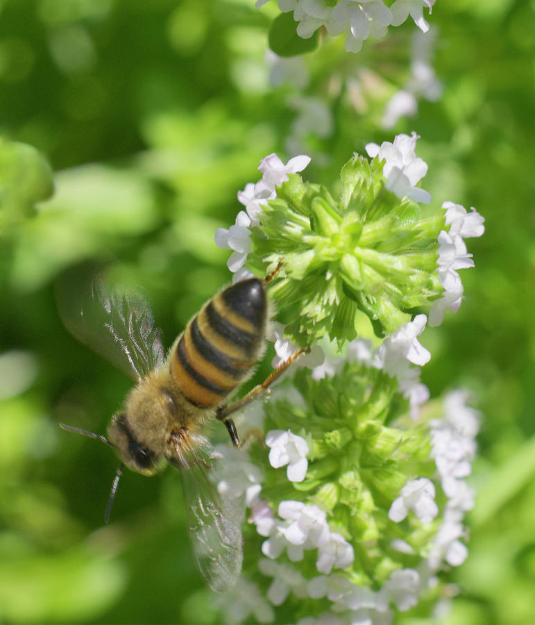 Honeybee Moving From  One Thyme Flower To The Next Photograph