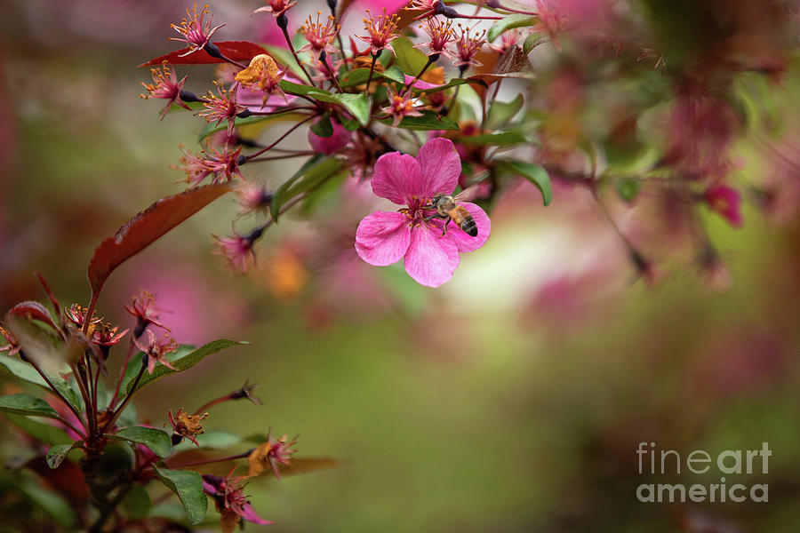 Honeybee on a Pink Crabapple Blossom Photograph by Diane Diederich