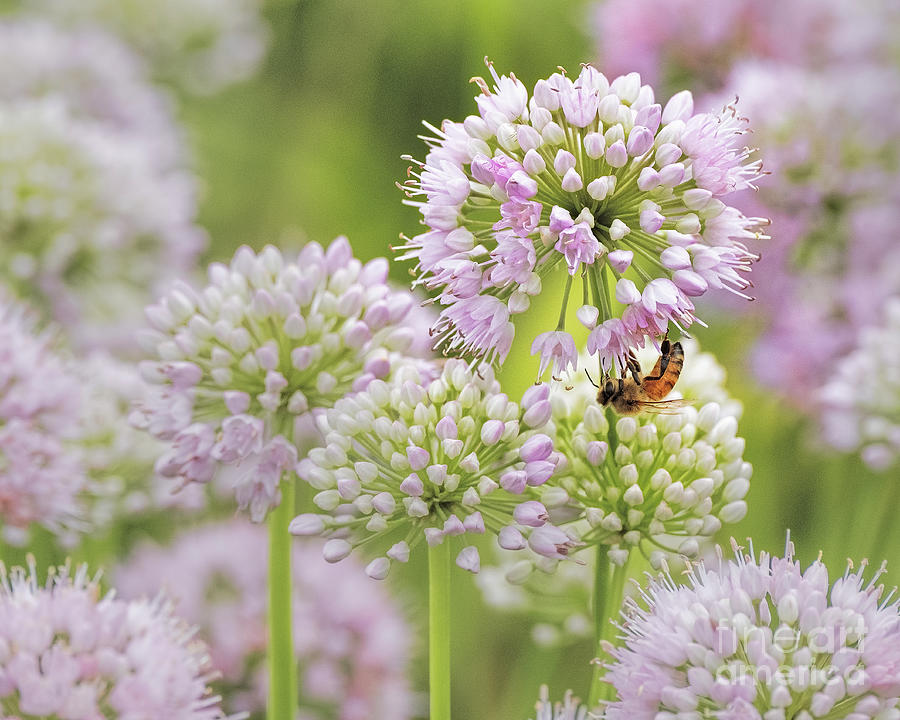 Honeybee on Allium lusitanicum Oudolf Garden Detroit FL10675 Photograph by Mark Graf