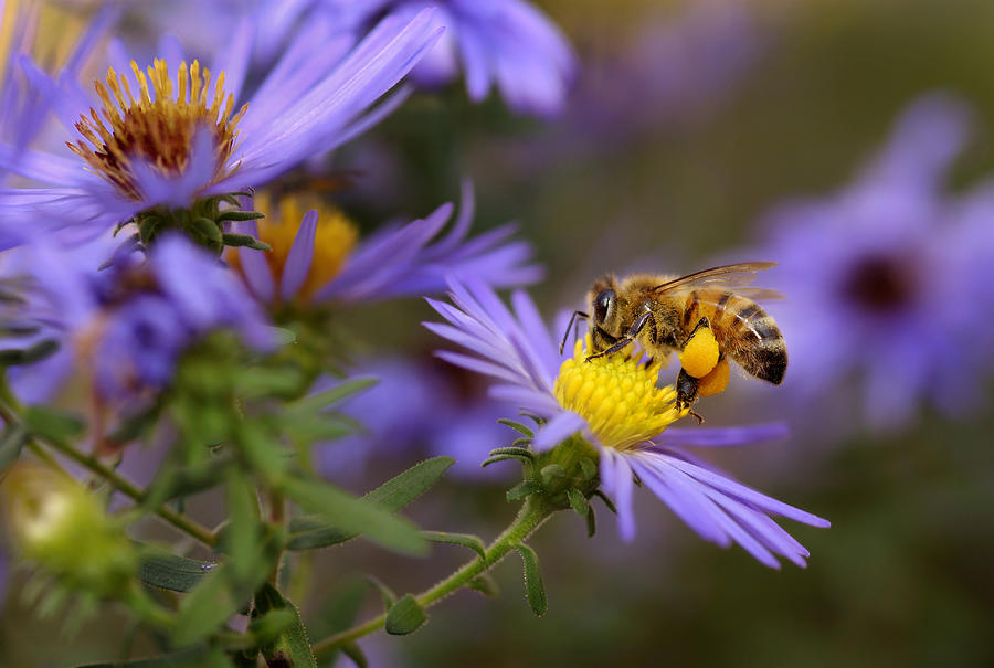 Honeybee on aster Photograph by LightShaper