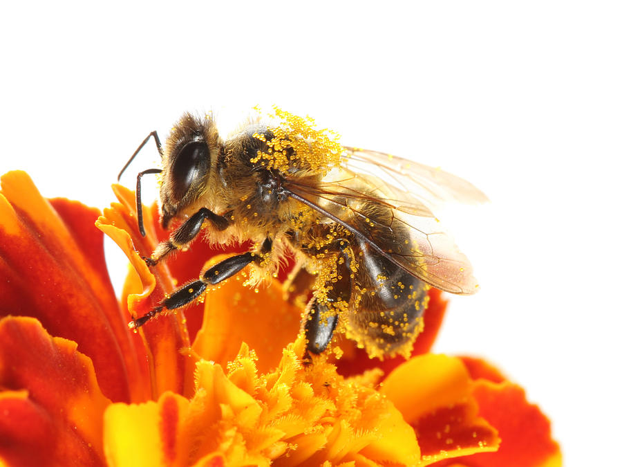 Honeybee on colorful marigold Photograph by Arlindo71