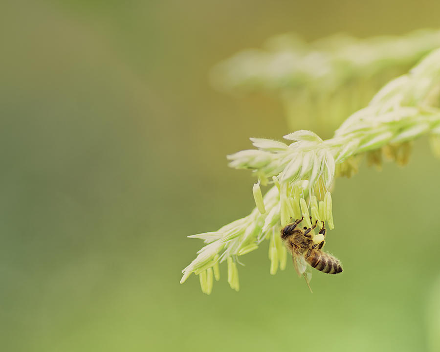 Honeybee On Corn Tassle Photograph by Sue Capuano
