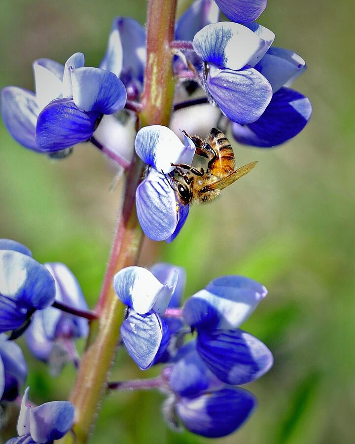 Honeybee on Lupine Photograph by Sarah Lilja Honeybee on Lupine Photograph by Sarah Lilja