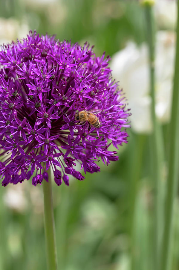 Honeybee on Ornamental Onion Photograph by Dawn Cavalieri