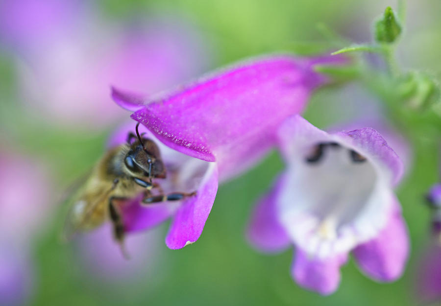 Honeybee on Pink Beardtongue 2 Photograph by Iris Richardson