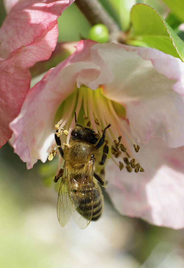 Spring Photograph - Honeybee on Pink Flower with Sun on Her by Iris Richardson