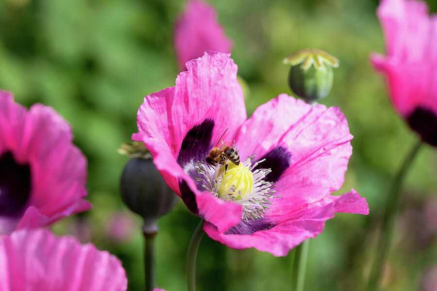 Honeybee On Poppy Photograph by Tanya C Smith