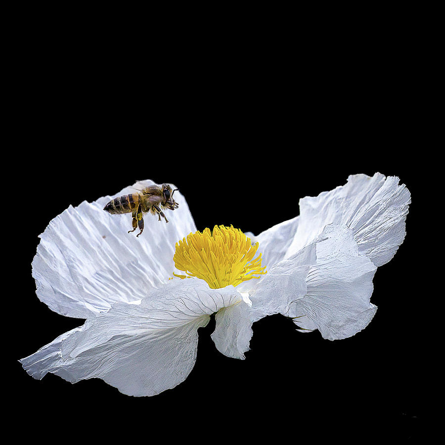 Honeybee on Prickly Poppy Photograph by Cheri Freeman